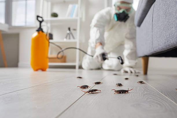 Commercial Kitchen Cockroach Control in Woodstock